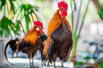 The background of the chicken, is blurred by the movement of movement during walking, eating food, living together of animals.