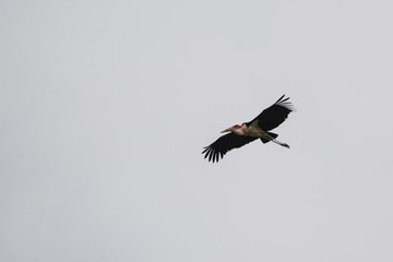 Bird in Uganda