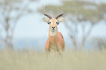 landscape antilope in Tanzania