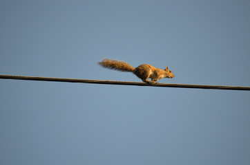 squirrel running across wire