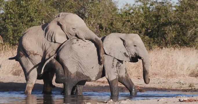 4K close-up view of a young bull elephant trying to mate at the edge of a waterhole, Etosha National Park, Namibia