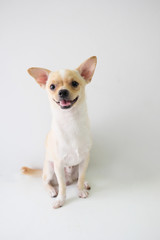 chihuahua is a white sugar, seven month old, on a white background.