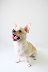 chihuahua is a white sugar, seven month old, on a white background.