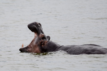 hippopotamus in Safari