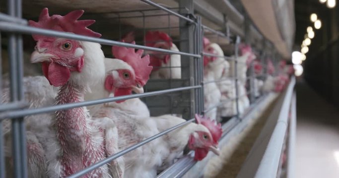 4K close-up side view of cramped chickens in a large scale egg laying production farm