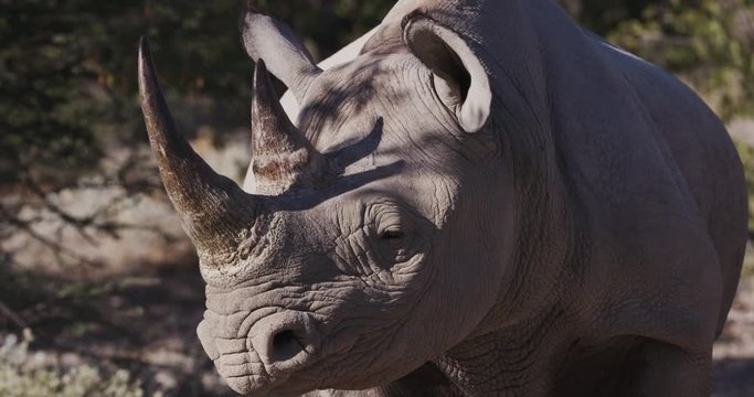 4K ultra close-up view of a female Black Rhino looking into camera, Etosha National Park, Namibia