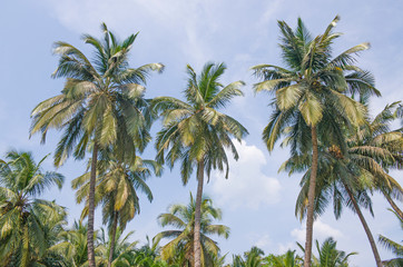 Fototapeta na wymiar Palm tree landscape against the background of the sky