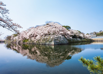 彦根城　中堀の満開桜