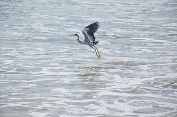 Bird of Asia a gray heron in the Indian Ocean