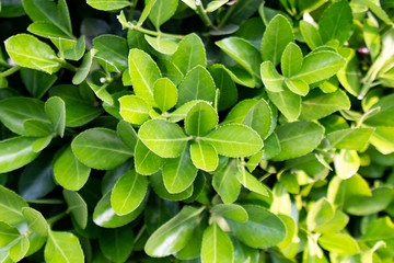 Creative layout made of green leaves. Flat lay. Nature concept