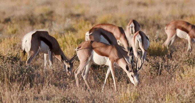 4K close-up view of a small herd of springbuck grazing in the bushveld, Etosha National Park, Namibia