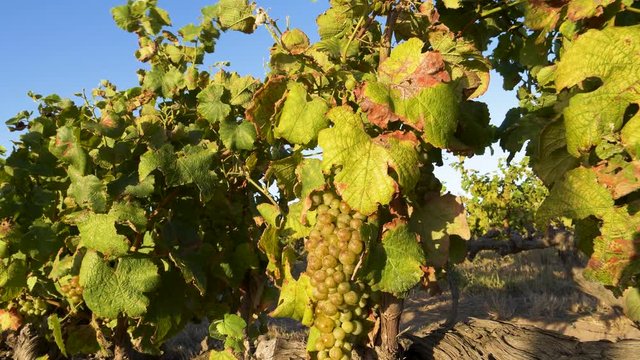 4K close-up view of ripe green organic grapes growing on an aged vine in a vineyard