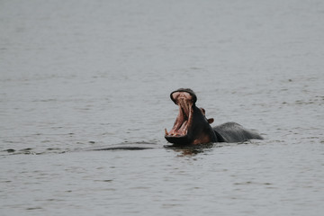 hippopotamus in Safari