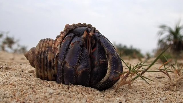 Amami Oshima, Japan - A Hermit Crab at Tomori Beach at Amami Oshima, Kagoshima, Japan