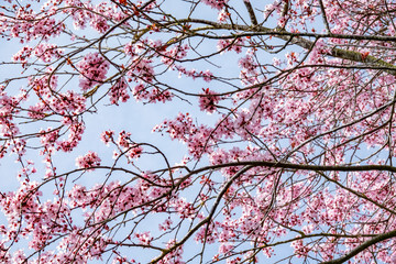 fruit tree blossoms