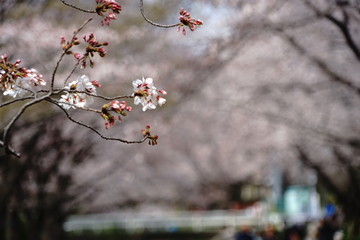 咲き始めの桜