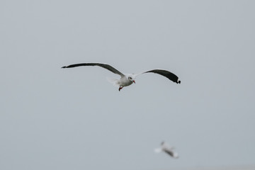 Bird in Uganda