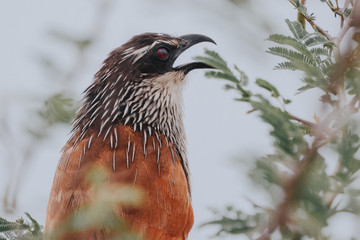 Bird in Uganda