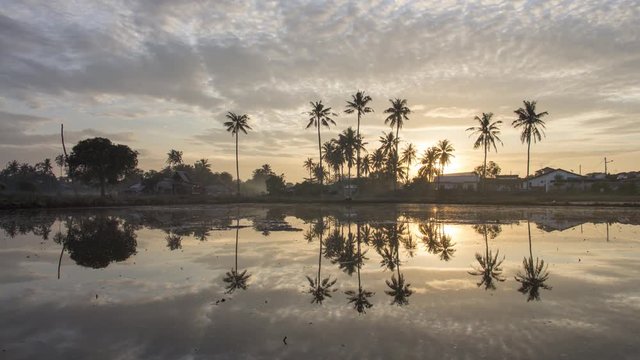 Timelapse orange flaming cloud over coconut rees in a row reflected in water.