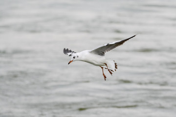 Bird in Uganda
