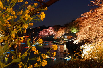 千鳥ヶ淵　菜の花　桜　池