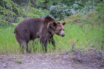 Wet Grizzly Bear Walking along the Edge of the Woods