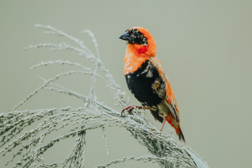 Orange bird in Uganda