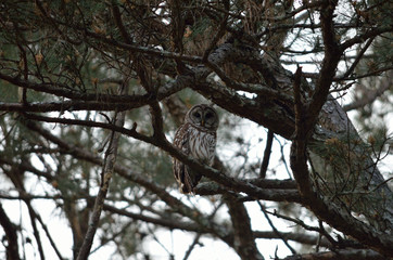 Fototapeta na wymiar barred owl sitting on branch in tree
