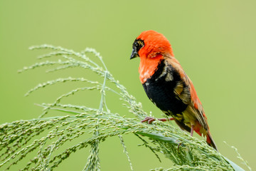 Bird in African