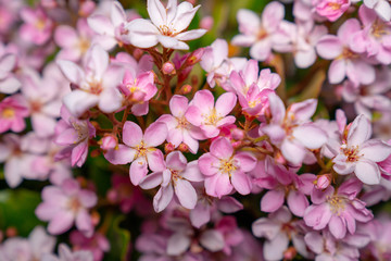 pink flowers on a background