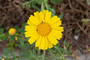 yellow flower in grass
