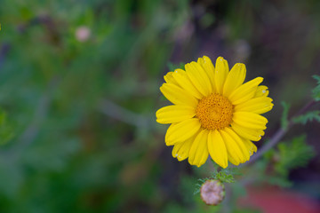 yellow flower