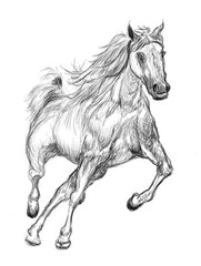horse hand drawn illustration,art design - 260642973