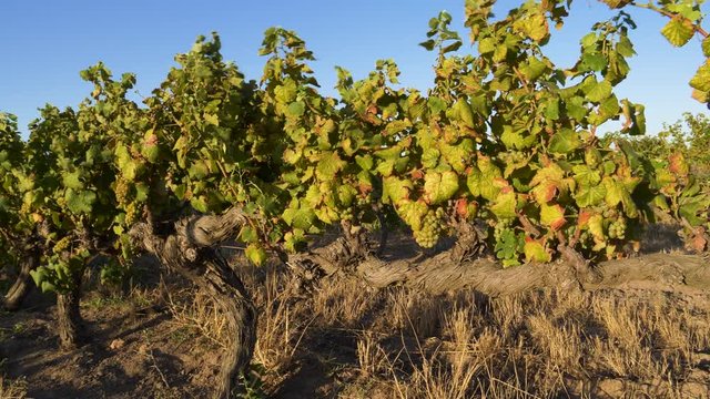 4K close-up view of ripe green organic grapes growing on an aged vine in a vineyard