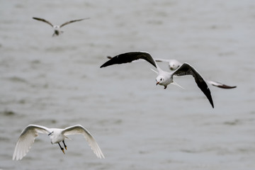 Bird in Uganda