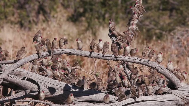 Slow motion view of a large group of red-billed Queleas sitting on a tree stump, preening after drinking water, Etosha National Park, Namibia