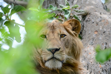 Lion tree in Uganda