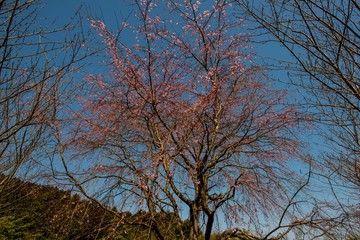 深泉寺の枝垂れ桜