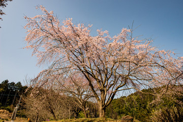 深泉寺の枝垂れ桜