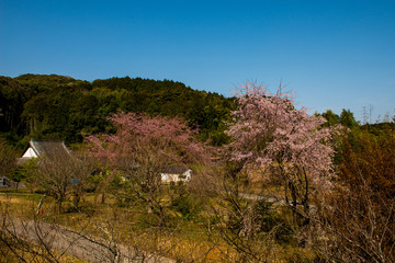 Naklejka premium 深泉寺の枝垂れ桜