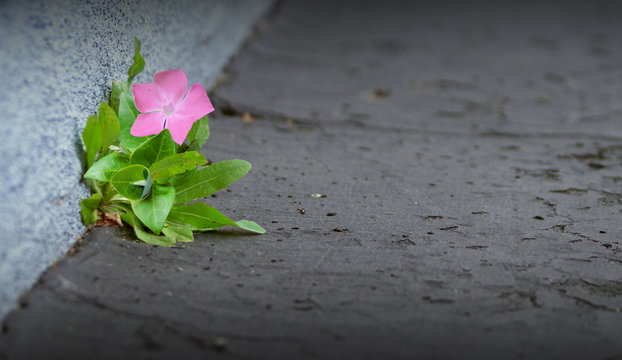 Single Flower Sprouting Up Through the Pavement with Vignette