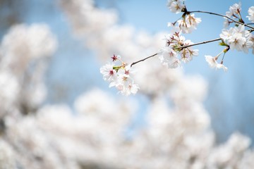 Beautiful white cherry blossoms blooming in a sunny day in spring