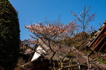 深泉寺の枝垂れ桜