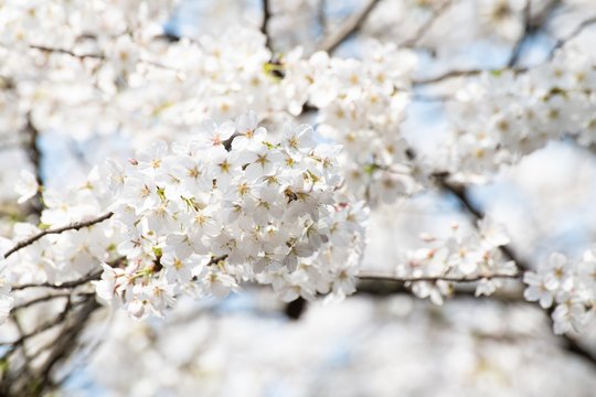 Beautiful white cherry blossoms blooming in a sunny day in spring © SN