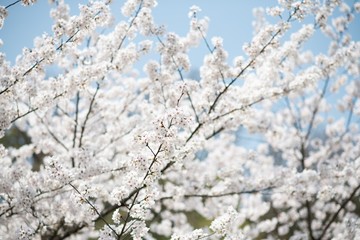 Beautiful white cherry blossoms blooming in a sunny day in spring