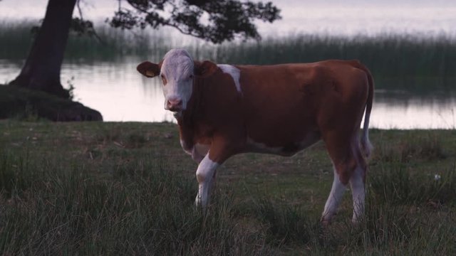 Cows runnning and watching in slowmotion near a lake.