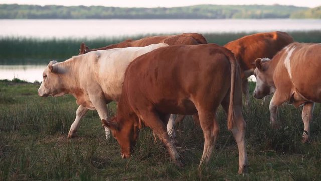 Cows runnning and watching in slowmotion near a lake.