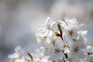 Beautiful white cherry blossoms blooming in a sunny day in spring