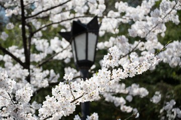 Beautiful white cherry blossoms blooming in a sunny day in spring