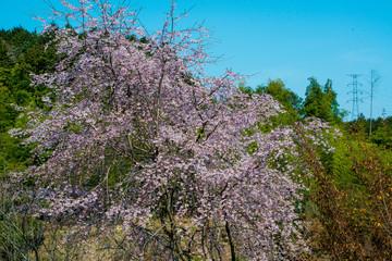 深泉寺の枝垂れ桜